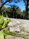 Scolecite Specimen Lavender Undertone 438 G